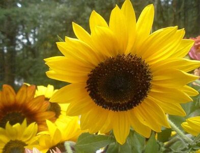 The Organic Materials Review Institute Image